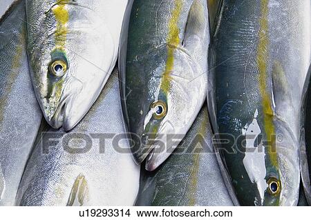 Amberjack View Large Photo Image Picture - Amberjack. Fotosearch