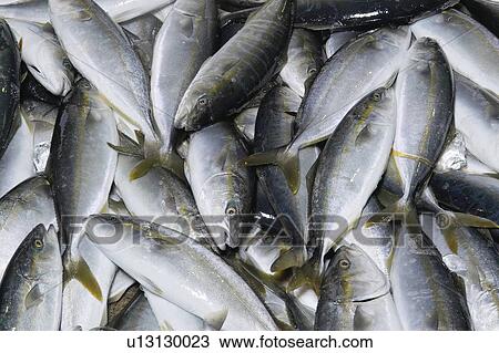 Stock Image - Amberjack. Fotosearch