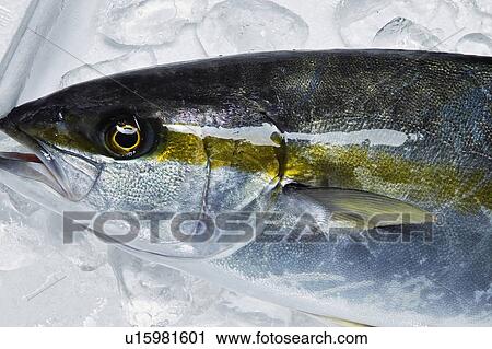 Amberjack View Large Photo Image Stock Image - Amberjack. Fotosearch