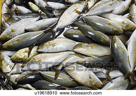 Stock Image - Amberjack. Fotosearch