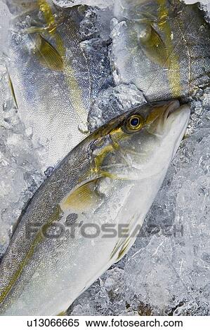Amberjack View Large Photo Image Stock Photography - Amberjack. Fotosearch