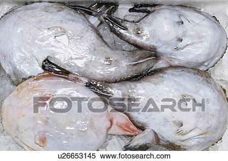Angler View Large Photo Image Stock Photography - Angler. Fotosearch