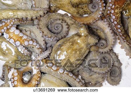 Stock Photo - Common octopus. Fotosearch