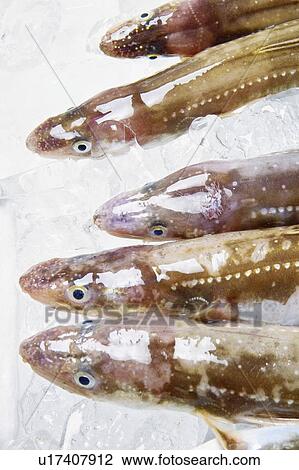 Stock Image - Conger. Fotosearch