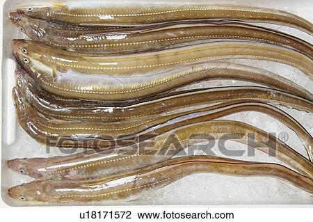 Conger View Large Photo Image Stock Image - Conger. Fotosearch