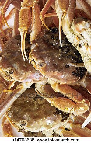 Stock Photo - Crab. Fotosearch