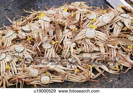 Crab View Large Photo Image Stock Photo - Crab. Fotosearch
