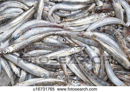 Stock Photography - Deep sea smelt. Fotosearch