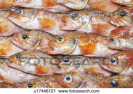 Stock Image - Doederleinia berycoides. Fotosearch