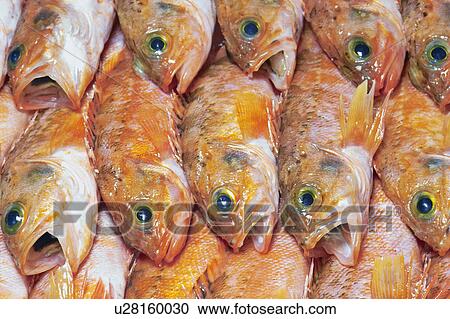 Stock Image - Doederleinia berycoides. Fotosearch