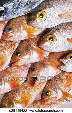 Doederleinia berycoides View Large Photo Image Stock Image - Doederleinia berycoides. Fotosearch