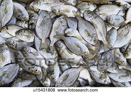 Fish View Large Photo Image Stock Photo - Fish. Fotosearch