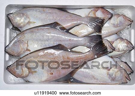 Flatfish View Large Photo Image Stock Image - Flatfish. Fotosearch