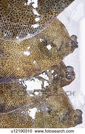 Stock Image - Flatfish. Fotosearch