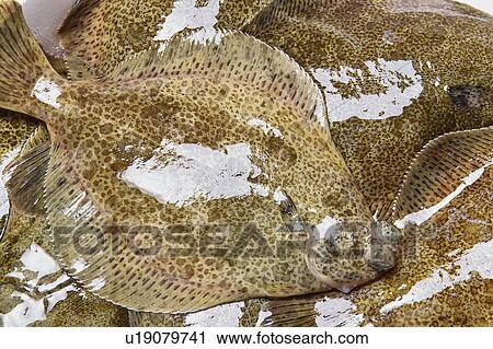 Stock Image - Flatfish. Fotosearch