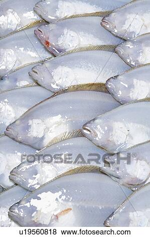 Flatfish View Large Photo Image Stock Photo - Flatfish. Fotosearch