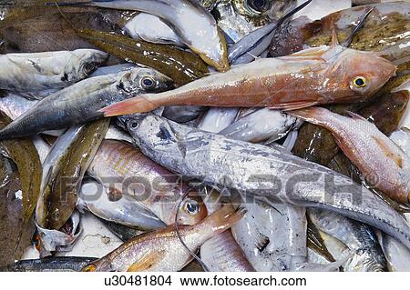 Gurnard View Large Photo Image Picture - Gurnard. Fotosearch
