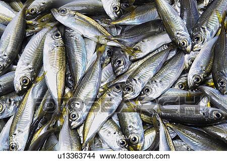 Horse mackerel View Large Photo Image Picture - Horse mackerel. Fotosearch