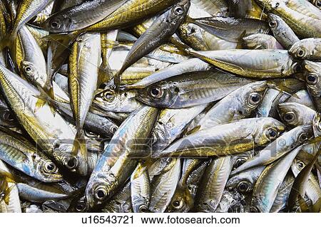 Stock Image - Horse mackerel. Fotosearch