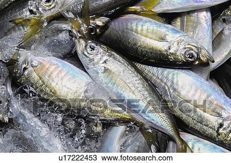 Stock Image - Horse mackerel. Fotosearch