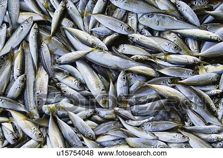 Horse mackerel View Large Photo Image Stock Photo - Horse mackerel. Fotosearch