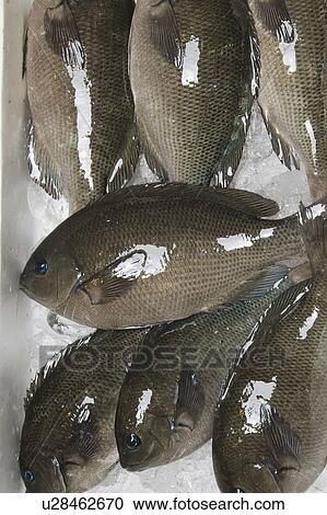 Stock Image - Large scale Blackfish. Fotosearch