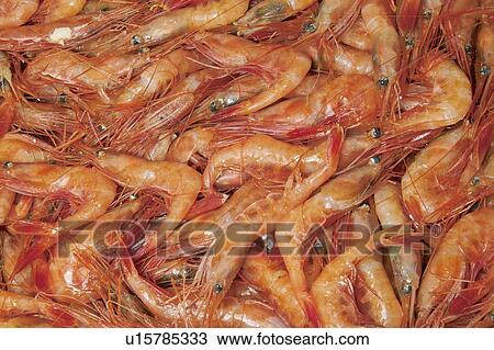Maine Shrimp View Large Photo Image Stock Image - Maine Shrimp. Fotosearch