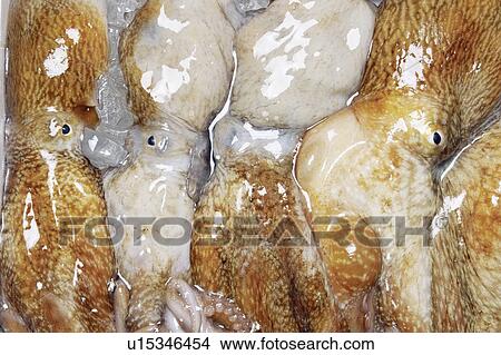 Picture - Octopus. Fotosearch