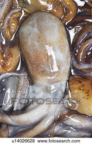 Octopus View Large Photo Image Stock Photo - Octopus. Fotosearch