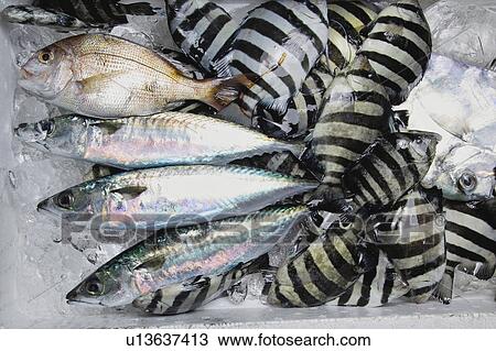 Parrot fish View Large Photo Image Stock Image - Parrot fish. Fotosearch