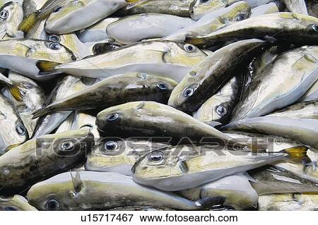 Stock Photo - Puffer. Fotosearch