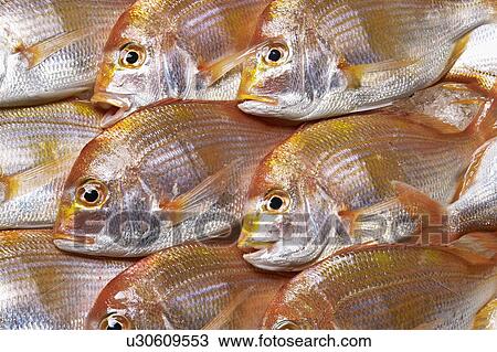Red sea bream View Large Photo Image Stock Image - Red sea bream. Fotosearch