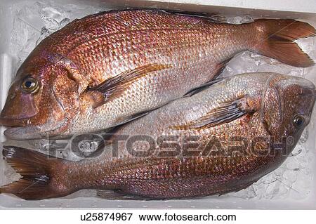 Red sea bream View Large Photo Image Stock Photo - Red sea bream. Fotosearch