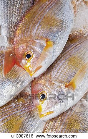 Red sea bream View Large Photo Image Stock Photograph - Red sea bream. Fotosearch