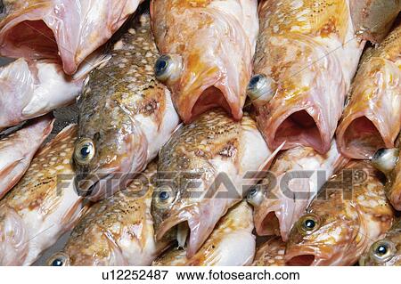 Rock fish View Large Photo Image Stock Photo - Rock fish. Fotosearch