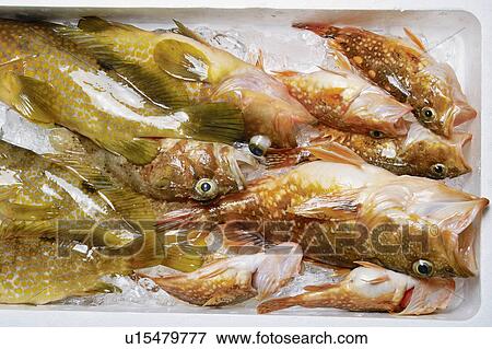 Stock Photo - Rock fish. Fotosearch