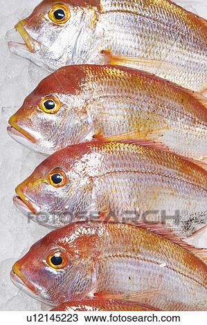 Stock Image - Sea bream. Fotosearch
