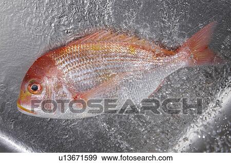 Sea bream View Large Photo Image Stock Photo - Sea bream. Fotosearch