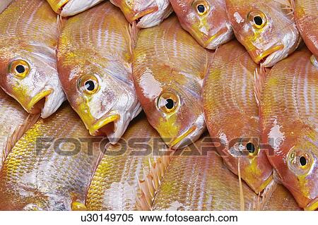 Sea bream View Large Photo Image Stock Photography - Sea bream. Fotosearch
