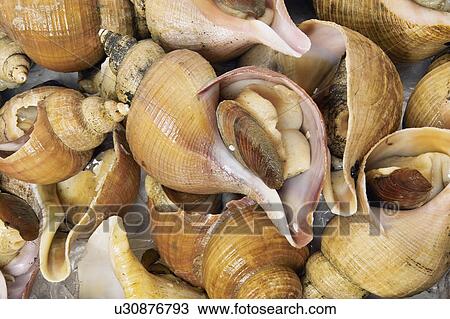 Shellfish View Large Photo Image Stock Image - Shellfish. Fotosearch