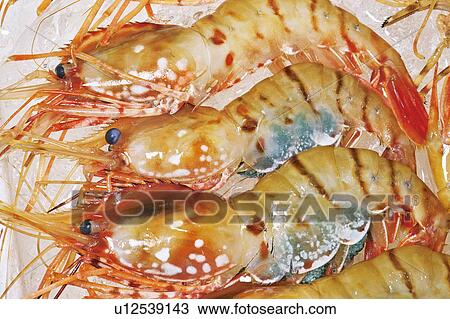 Stock Image - Shrimp. Fotosearch
