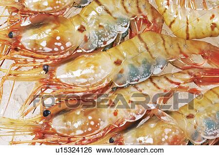 Shrimp View Large Photo Image Stock Photograph - Shrimp. Fotosearch