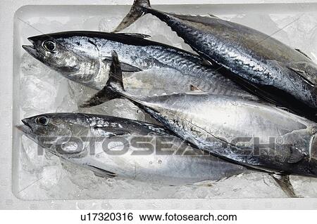 Stock Photograph - Skipjack. Fotosearch