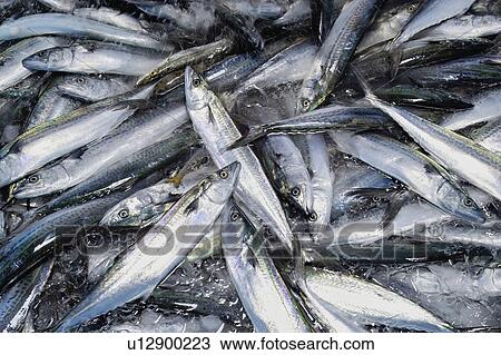 Spanish mackerel View Large Photo Image Stock Image - Spanish mackerel. Fotosearch