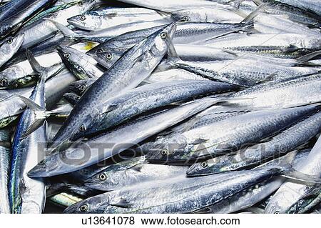 Spanish mackerel View Large Photo Image Stock Photo - Spanish mackerel. Fotosearch