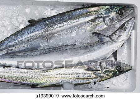 Stock Photo - Spanish mackerel. Fotosearch