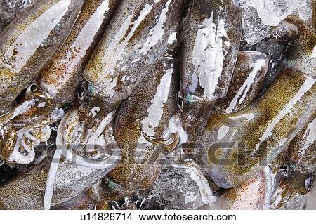 Picture - Squid. Fotosearch