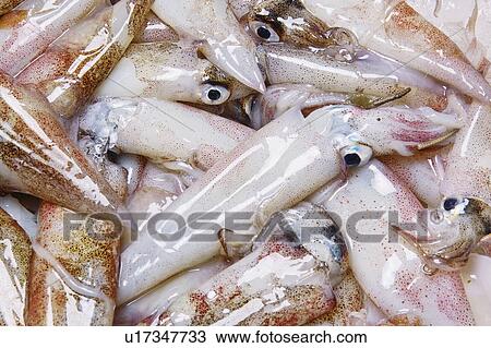 Squid View Large Photo Image Stock Image - Squid. Fotosearch