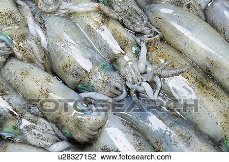 Squid View Large Photo Image Stock Image - Squid. Fotosearch