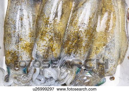 Squid View Large Photo Image Stock Photo - Squid. Fotosearch